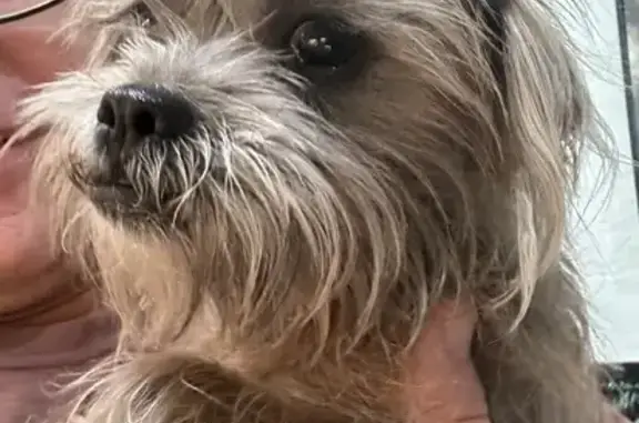 Sweet Terrier Found in Phoenix Area!