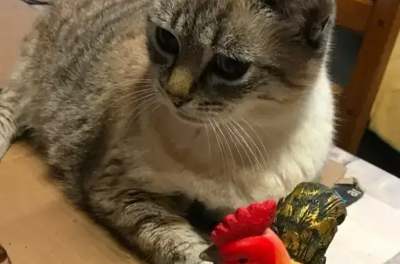 Chatte peureuse disparue à Chancelade - photo