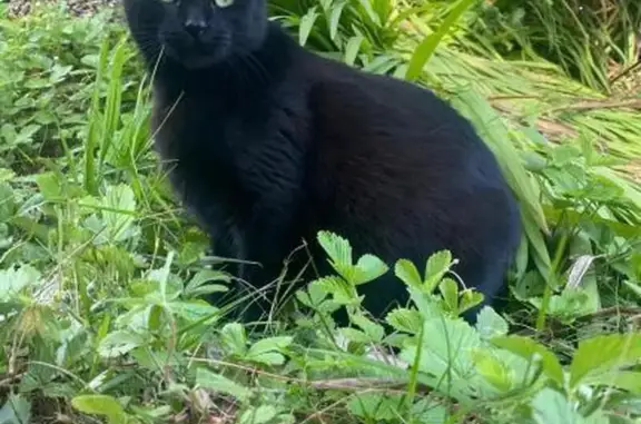 Animaux perdus Rosporden, photo: Petite chatte noire perdue à Rosporden