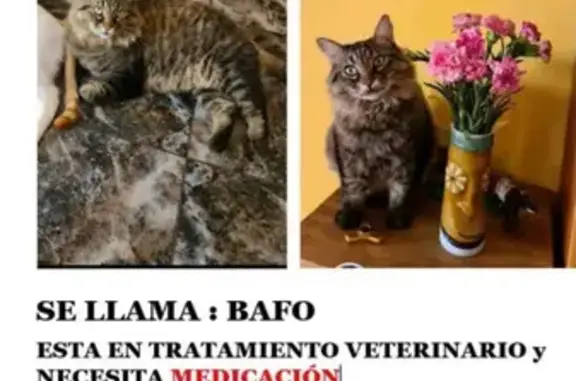 ¡Ayuda! Gato Bafo perdido en Mogán