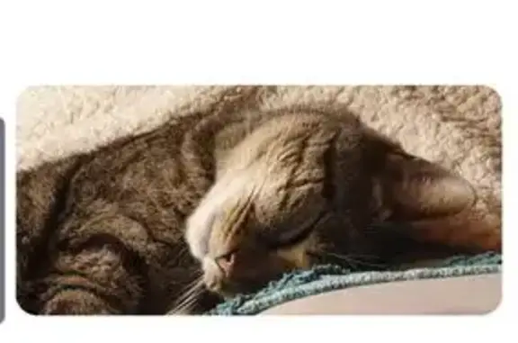 Chat mâle castré disparu, La Teste-de-Buch - photo