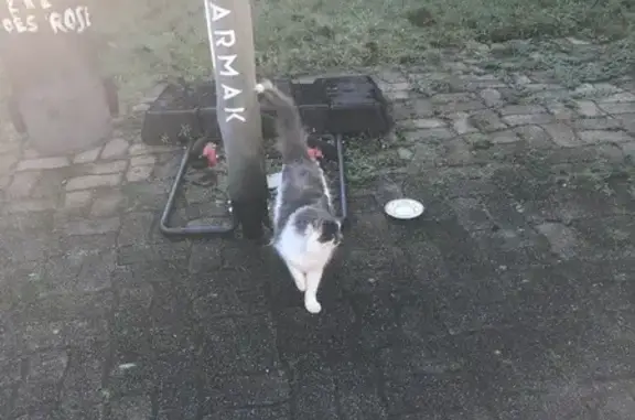Chat gris et blanc trouvé à Eslettes - photo