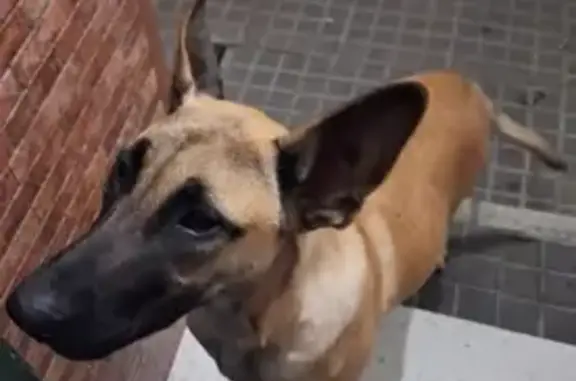 ¡Ayúdanos a encontrar a nuestro perro perdido!