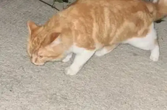 Chatte rousse et blanche trouvée à Perpignan - photo