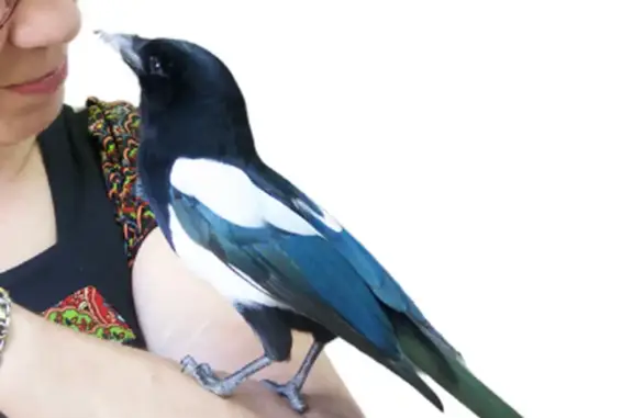 Animaux perdus , photo: Perdu : Pie familière à Cadenet (8 ans)