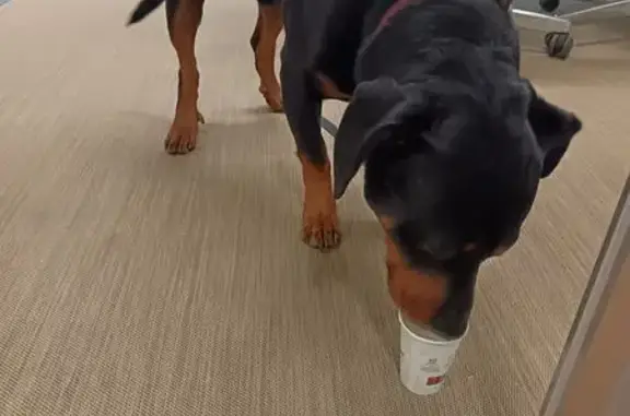 Chien trouvé: Rottweiler-Beauceron à Reims - photo