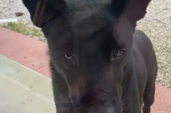 Animaux trouvés , photo: Stella, malinois retrouvée à Carentan