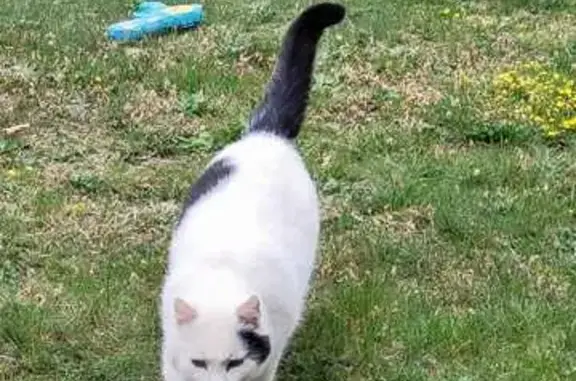 Animaux perdus , photo: Chat sociable perdu, pucé à Fuans