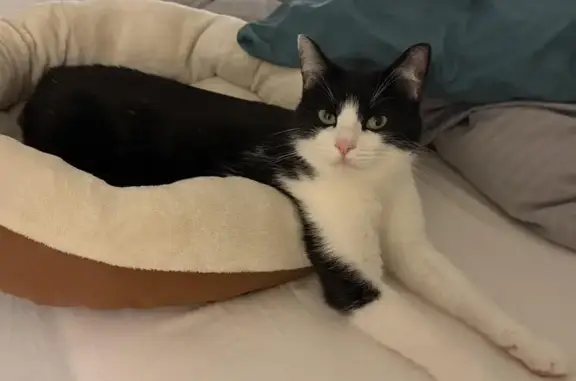 Animaux perdus Baden, photo: Chat noir et blanc perdu à Baden