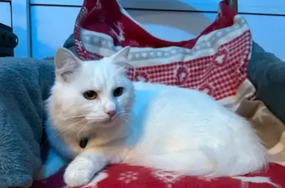 Chat trouvé Bruges, photo: Chat blanc trouvé avec collier noir