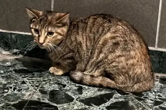 Chat gris trouvé Rue Abel Planat, Cognac - photo