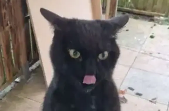 Chat noir mâle trouvé, sociable, Moulins - photo
