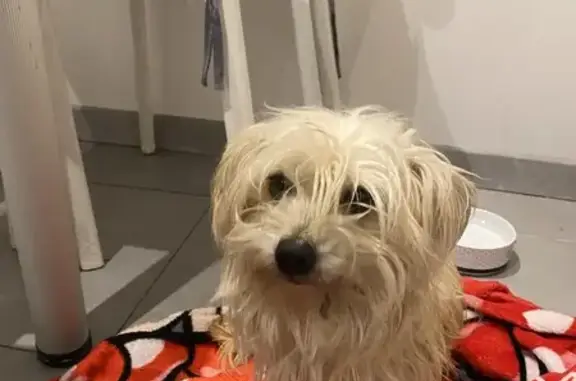 Chienne croisée trouvée à Liévin - photo