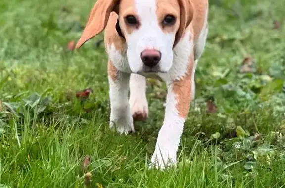 Chien perdu Vouneuil-sous-Biard, photo : Chien Vadrouille 6 mois disparu accidenté