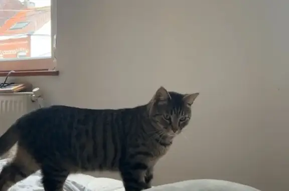 Chat perdu, La Rochelle, photo: Chat tigré disparu à La Rochelle
