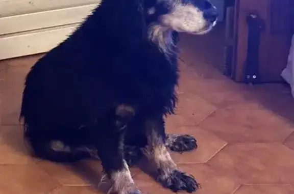 Perro Perdido: Negra, 16 Años, Peñíscola