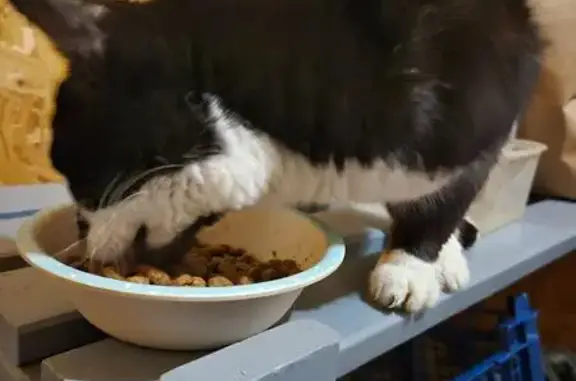 Jeune chat noir et blanc trouvé affamé - photo