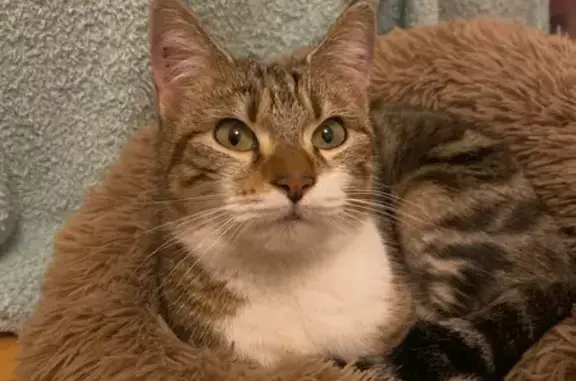 Chat trouvé rue du Capitaine Marchand - photo
