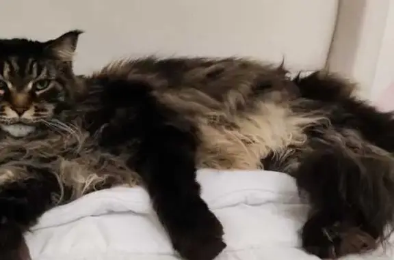 Chat perdu, Meyzieu, photo: Chat Maine Coon 9 ans perdu à Meyzieu