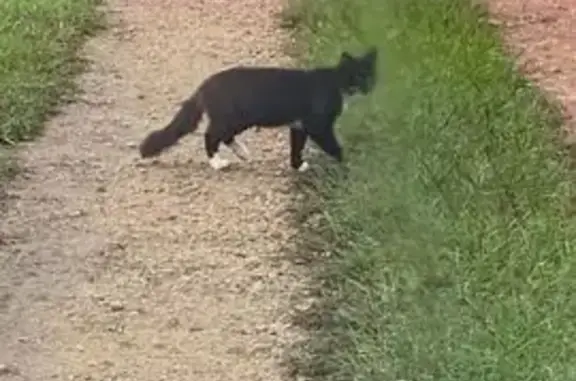 Chat trouvé sur Route de Villenave, Arengosse - photo