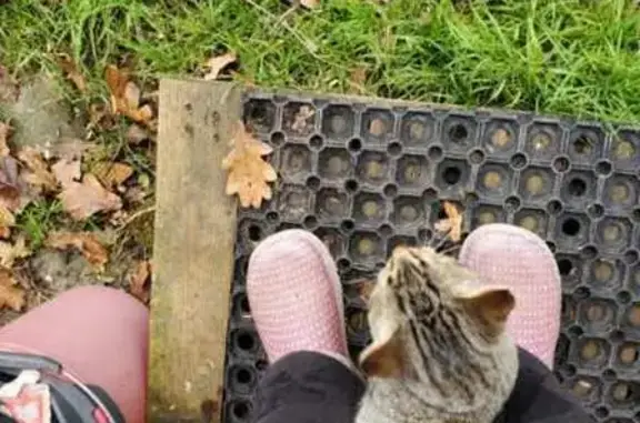 Chat trouvé Villeneuve-sur-Lot, photo: Chat câlin trouvé Rue Henri Barbusse