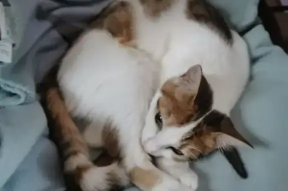Animaux perdus Orléans, photo: Chatte rousse et blanche perdue à Orléans