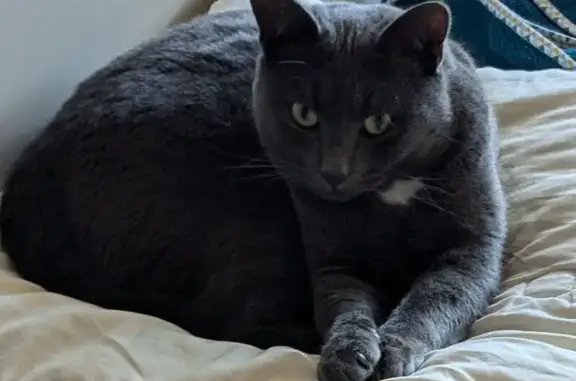 Chat perdu, Agneaux, photo: Chat gris perdu à Agneaux, tache blanche