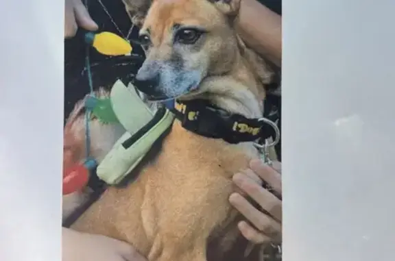 Lost Dog in Mililani: Black Harness