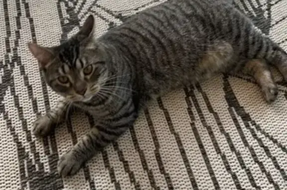 Lost Male Cat: Grey & Black in Greenville