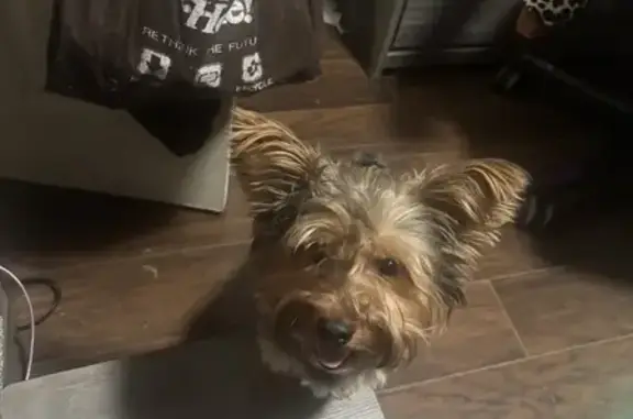 Lost Yorkie: Tan & Black on E 24th St