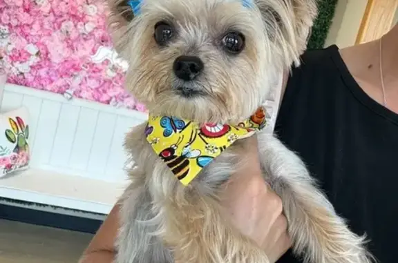 Help Find Miley: Missing Yorkie in MS