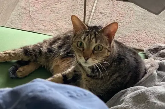 Chat perdu, Paris, photo: Chatte tigrée peureuse perdue à Paris