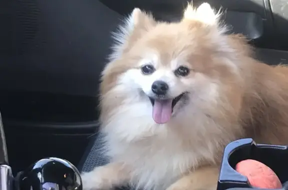 Lost Deaf Red Pomeranian in NJ