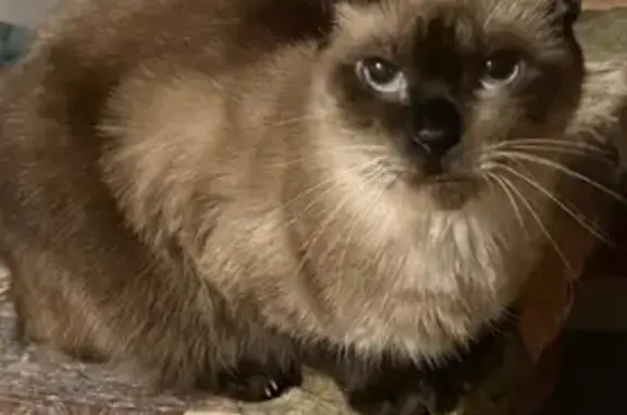 Missing Siamese Cat in Anderson Area