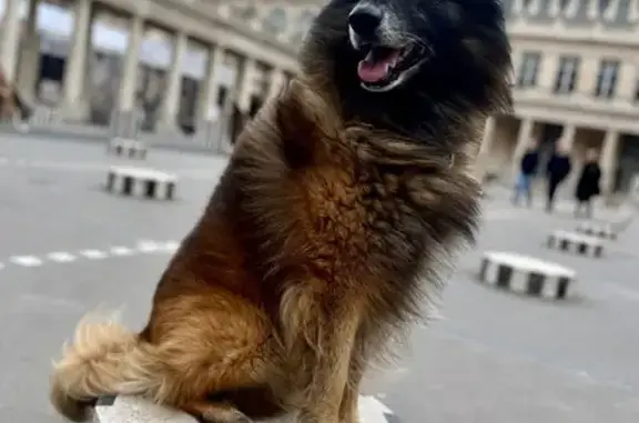 Chien perdu , photo : Berger Belge perdu à La Chaz, 9 ans