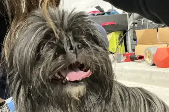 Help Find Missing Shih Tzu in Houston