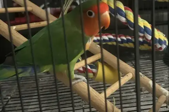 Friendly Lovebird Found Near M...