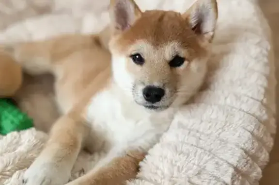 Animaux perdus Pontault-Combault, photo: Chiot shiba inu roux disparu à Pontault