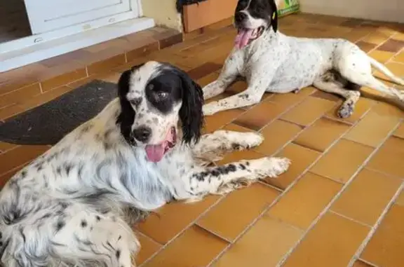 Chien perdu Grans, photo : Setter anglais tricolore volé à Grans