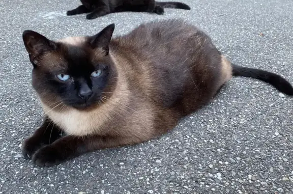 Chat mâle 10 ans perdu à Fegersheim - photo