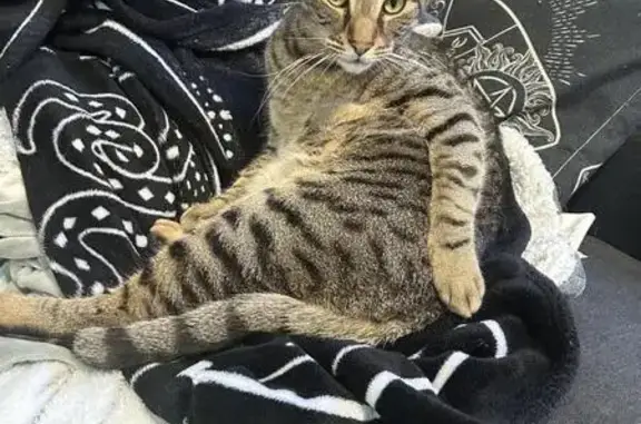 Lost: Friendly Tabby Cat in Toowoomba