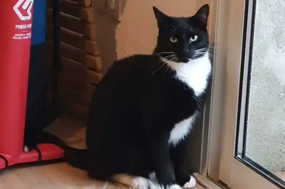 Animaux perdus Les Sables-d'Olonne, photo: Chat perdu à Noël aux Sables-d'Olonne