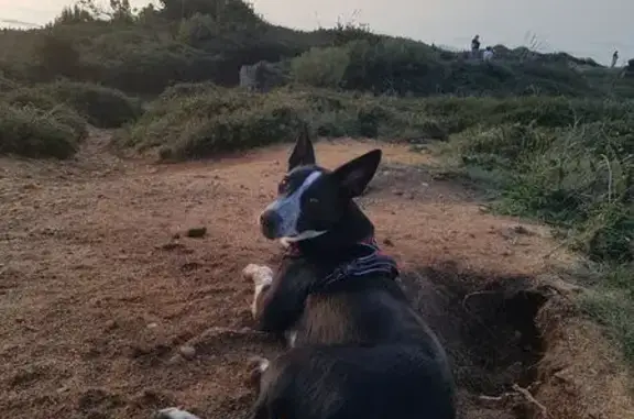 Chienne perdue : Loumy, border collie croisé - photo