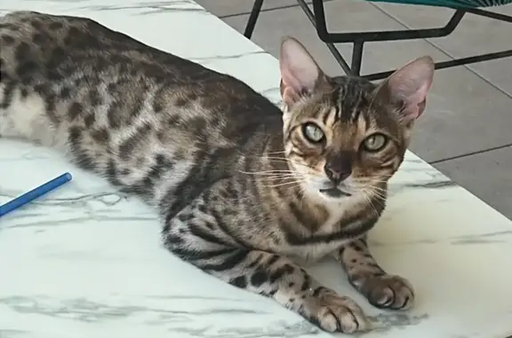 Animaux perdus Vallauris, photo: Chat Bengal perdu à Vallauris