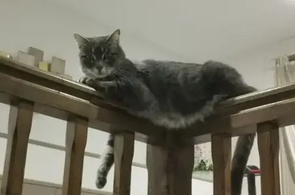 Animaux perdus , photo: Chatte tigrée perdue à Froidefontaine