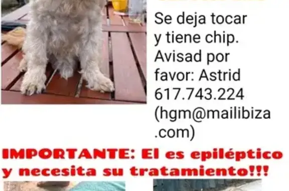 Perro perdido con epilepsia en San José