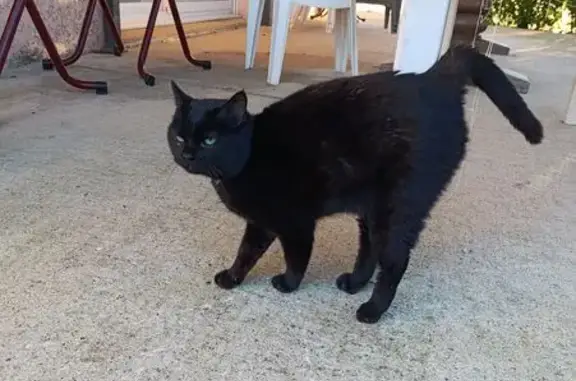 Chat trouvé : noir, collier gris, yeux verts - photo
