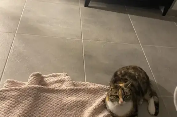 Animaux perdus , photo: Chat perdu à Crésantignes, Grand Est