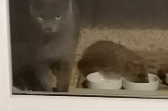 Chartreux stérilisé perdu à Francheleins - photo