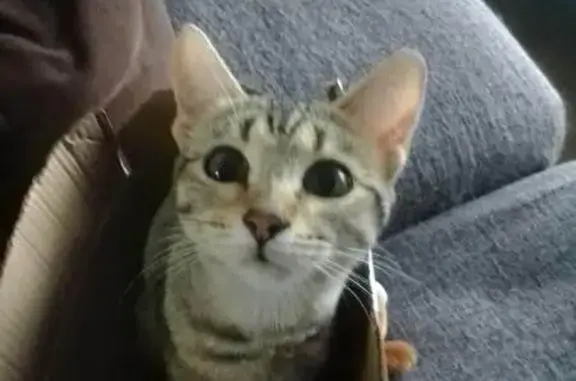 Chat perdu, pucée et craintive à Couëron - photo
